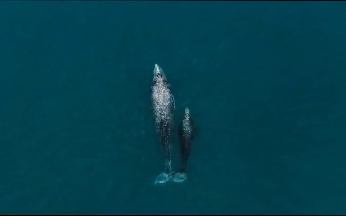 Arranque de avistamientos de ballena gris en la Reserva El Vizcaíno podría mostrar disminución