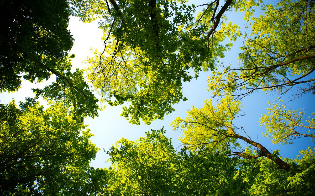 México tiene el 12 % de la biodiversidad mundial; ‘no somos dueños, somos parte’: especialistas