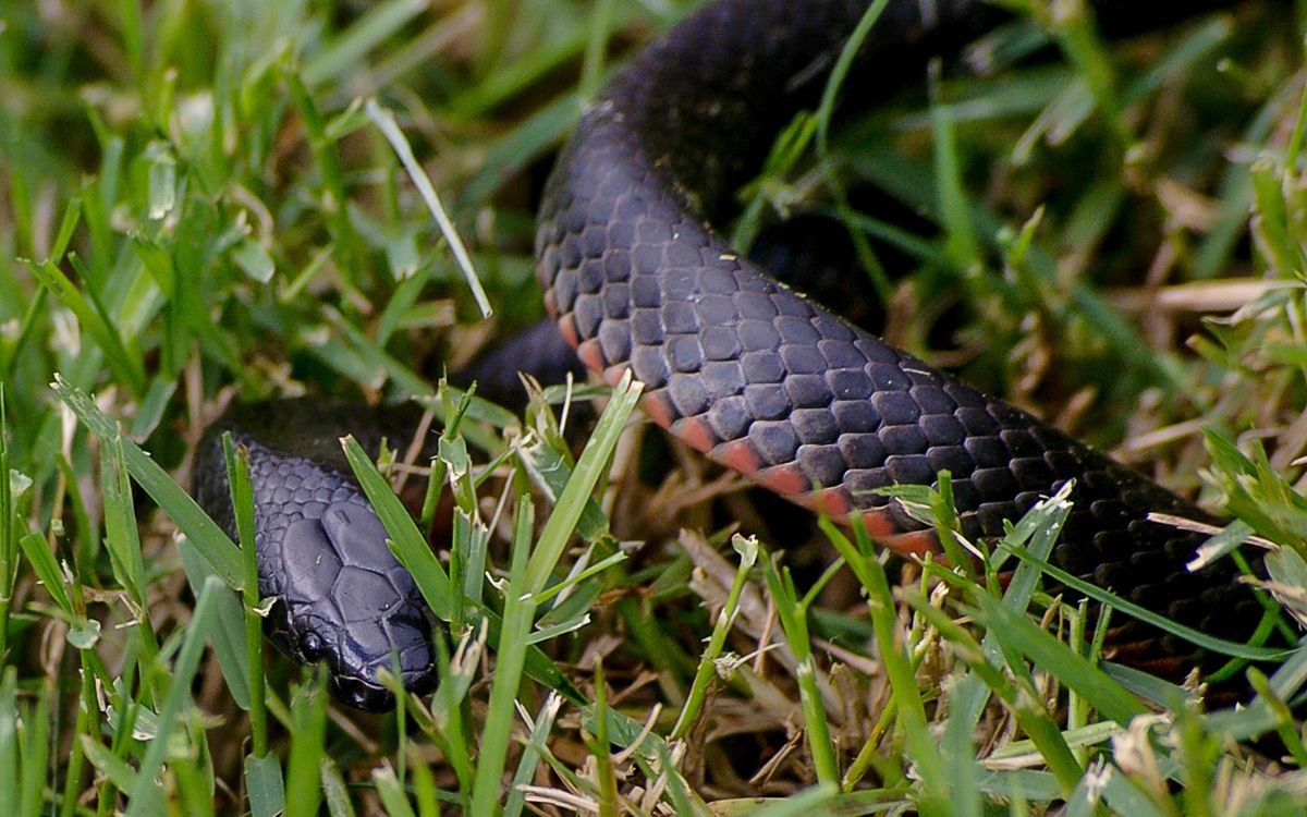 Encuentran un centenar de serpientes negras en el patio trasero de una casa en Australia