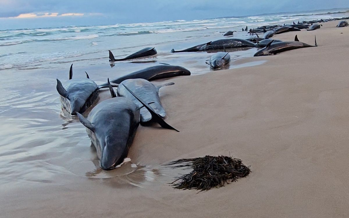 Por qué más de 150 ballenas murieron o serán sacrificadas en Australia