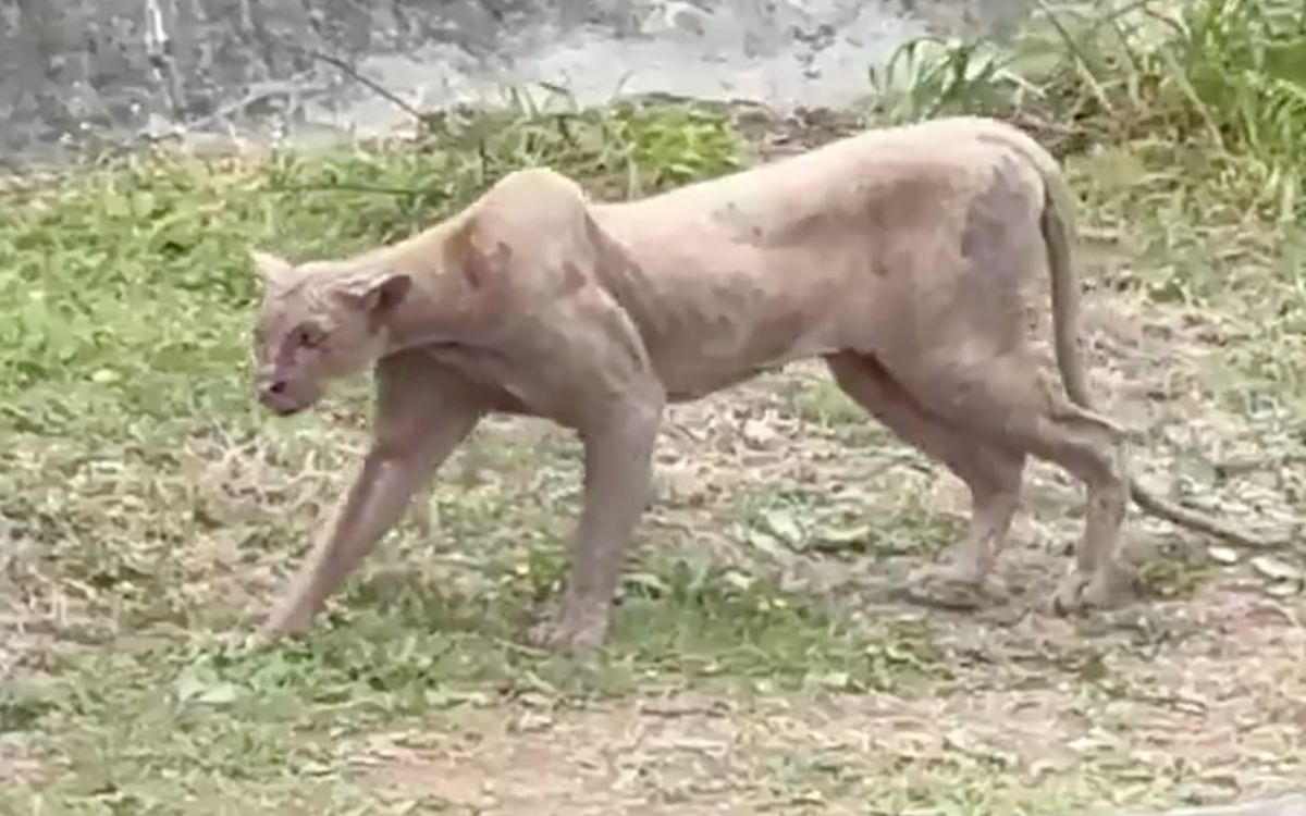 Video | Captan a puma cazar un gato en zona residencial de Monterrey