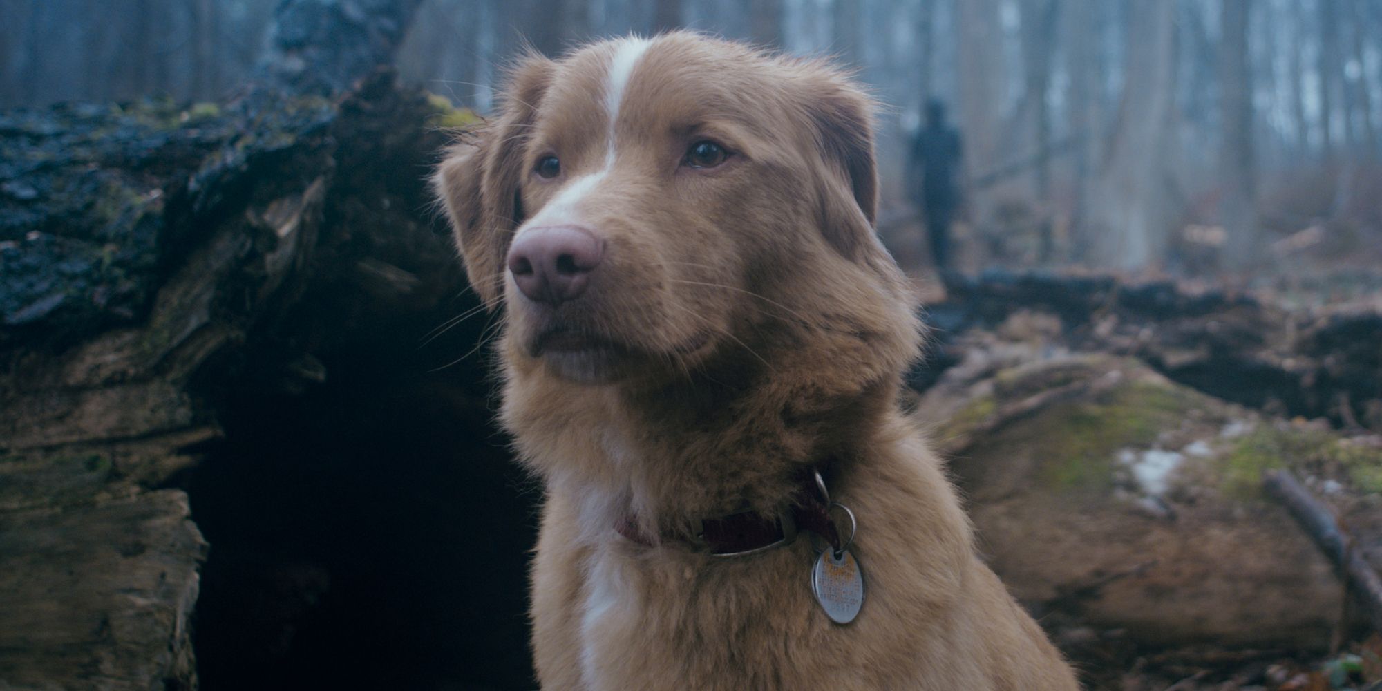 El nuevo trailer de terror Shudder revela el aterrador reemplazo de Cujo con una puntuación RT del 95%
